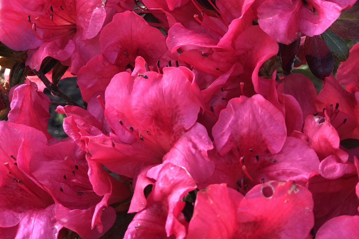 Poem Image